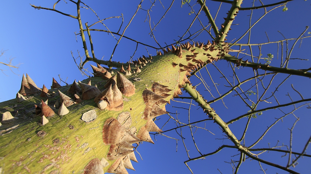 Tamagirlik qilganmisiz?