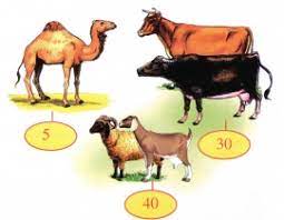 ЧОРВА ҲАЙВОНЛАРИНИНГ ЗАКОТИ
